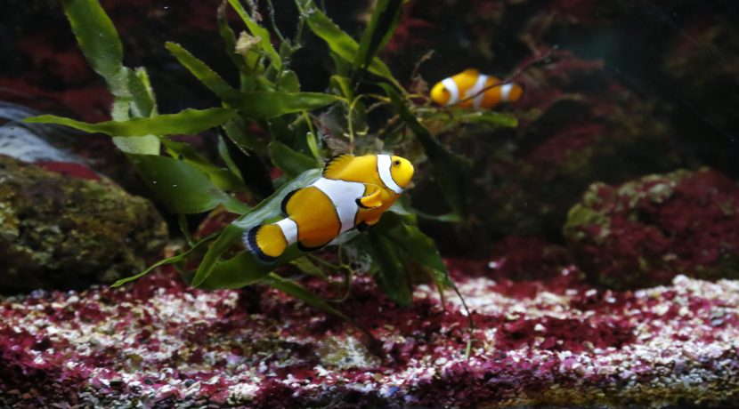 f1_52_foto_acquario_nemo (FILEminimizer)